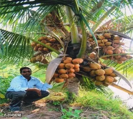 Natural Coconut Plant