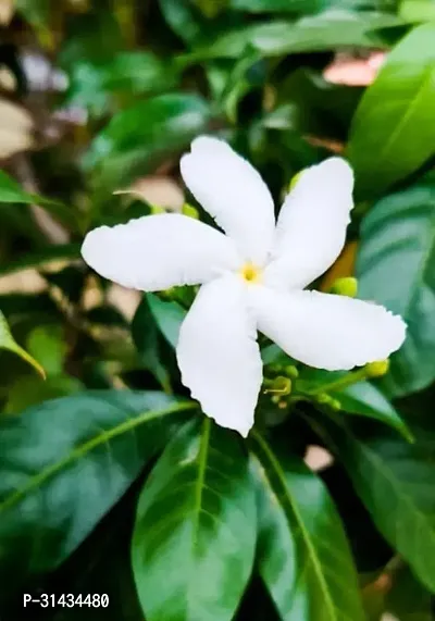 Natural Jasmine Plant-thumb0