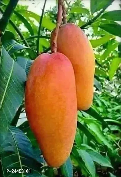 Natural Mango Plant-thumb0