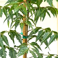 Natural Neem Plant-thumb1