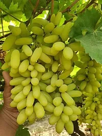 Natural Grapes Plant-thumb2