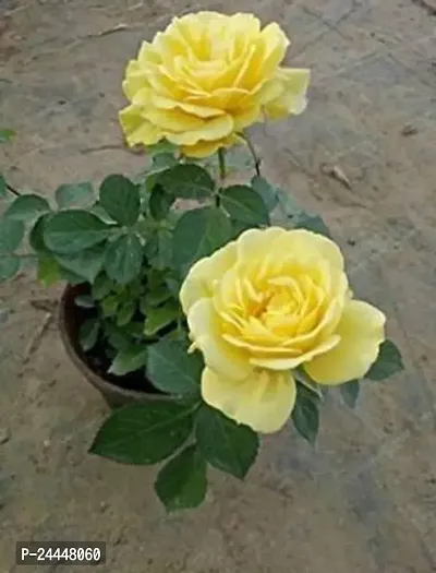 Natural Rose Plant-thumb0