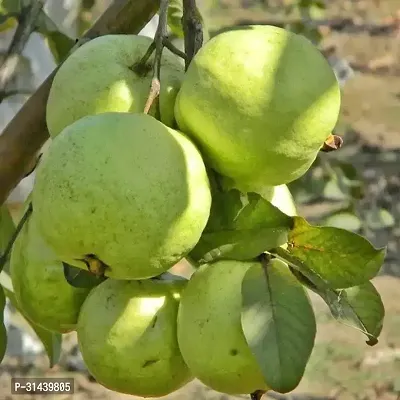 Natural Guava Plant-thumb0