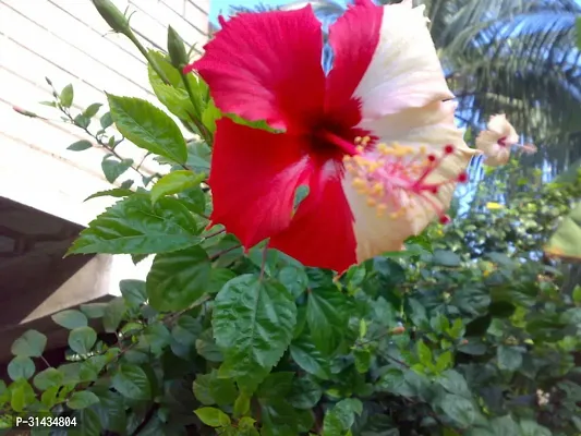 Natural Hibiscus Plant