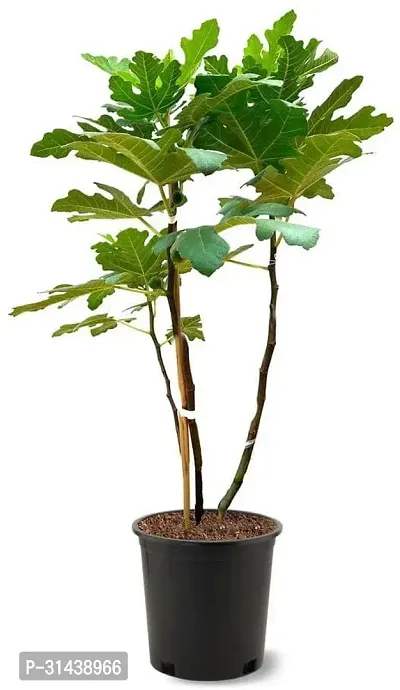 Natural Gular/Cluster Fig Plant