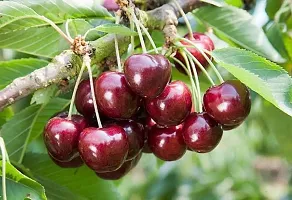 Natural Cherry Fruit Plant-thumb1