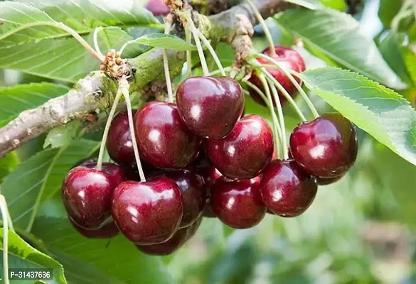 Natural Cherry Fruit Plant-thumb2