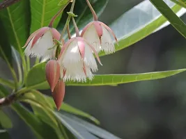 Natural Rudraksh Live Plant-thumb1