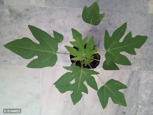 Natural Papaya Plant-thumb0