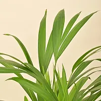 Natural Areca Palm Plant-thumb1