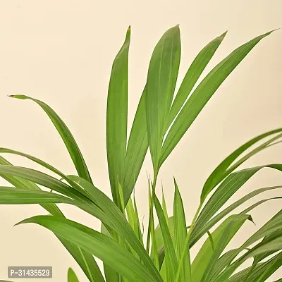 Natural Areca Palm Plant-thumb2