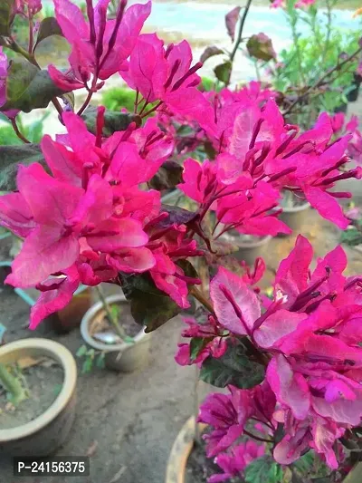 Bougainvillea Plant