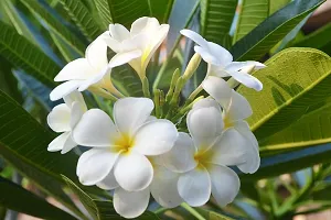 Natural Plumeria Plant-thumb1