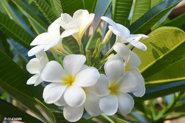 Natural Plumeria Plant-thumb2