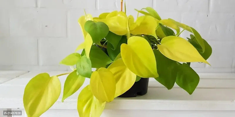 Natural Philodendron Plant-thumb0