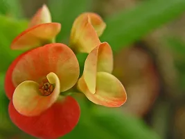 Natural Euphorbia Plant-thumb1