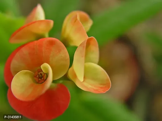 Natural Euphorbia Plant-thumb2