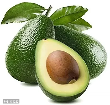 Natural Avocado Plant-thumb2