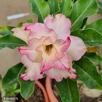 Natural Adenium Plant-thumb0