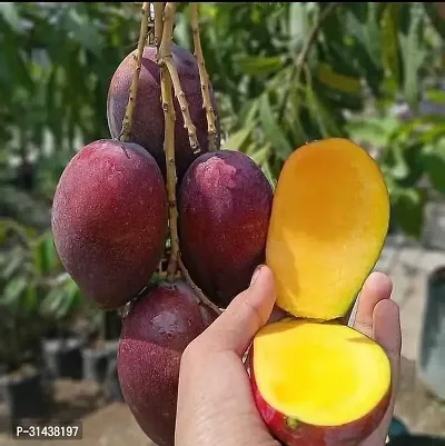 Natural Mango Plant