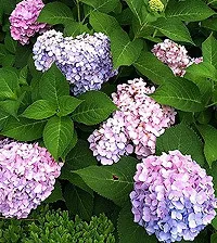 Natural Hydrangea Plant-thumb2