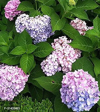 Natural Hydrangea Plant-thumb3