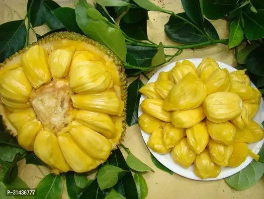 Natural Jack Fruit Plant-thumb0