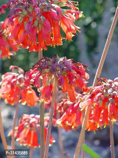 Natural Kalanchoe Plant-thumb2