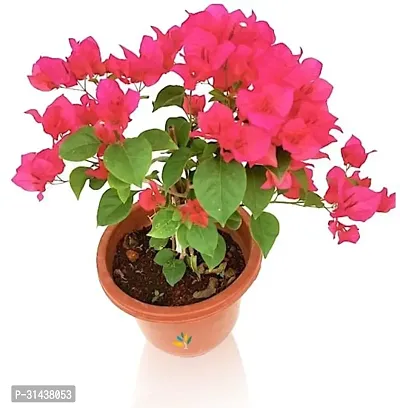 Natural Bougainvillea Plant-thumb0