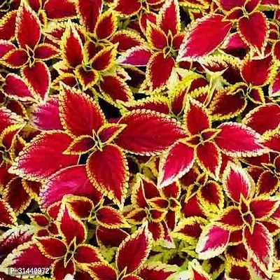 Natural Coleus Plant-thumb0