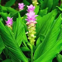 Natural Turmeric Plant With Pot-thumb1