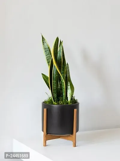 Natural Snake Plant