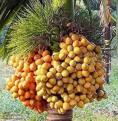 Natural Betel Nut/Supari Plant-thumb0