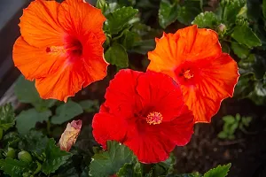 Natural Hibiscus Plant-thumb1