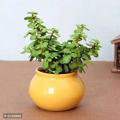 Natural Jade Plant-thumb0