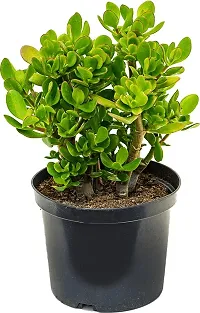 Natural Crassula Bonsai Plant-thumb2