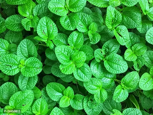 Natural Mint Plant