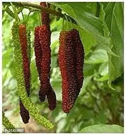 Natural Shahtoot/Mulberry Plant-thumb0