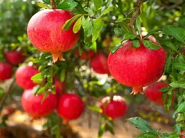 Natural Pomegranate Plant-thumb1