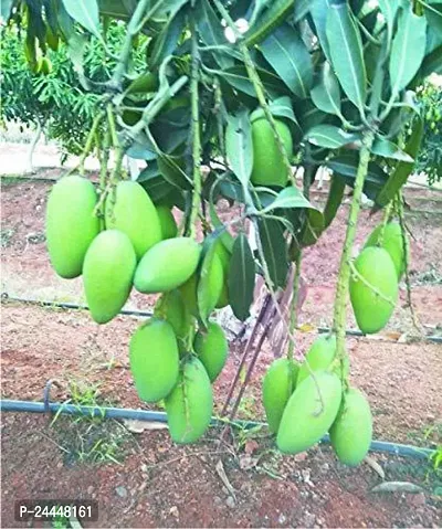 Natural Mango Plant-thumb4