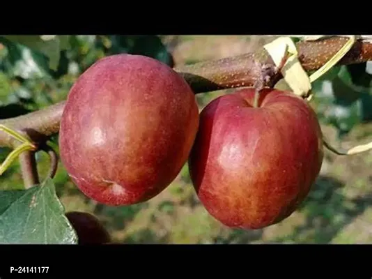 Apple Plant-thumb2