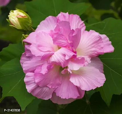 Natural Lotus Plant-thumb2