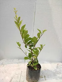 Natural Cherry Fruit Plant-thumb3