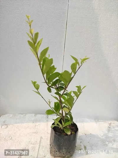 Natural Cherry Fruit Plant-thumb4