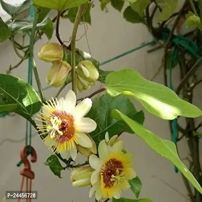 Natural Passion Plant