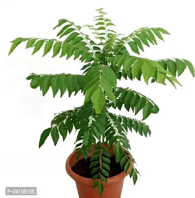 Curry Leaf Plant-thumb0