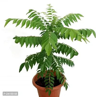 Curry Leaf Plant