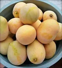 Natural Mango Plant-thumb3