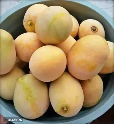 Natural Mango Plant-thumb4