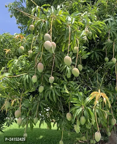 Mango Plant